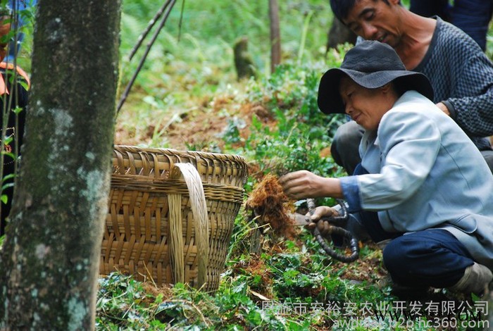 供應(yīng)黃連種苗雞爪連黃連苗子移栽苗三年苗齡種植戶發(fā)展農(nóng)村種苗