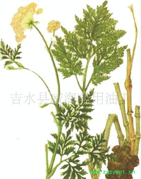 大量川芎油  免費提供10克樣品