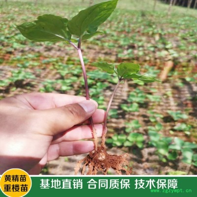 鑫燎三農(nóng) 重樓種苗基地 高桿大葉滇重樓種苗