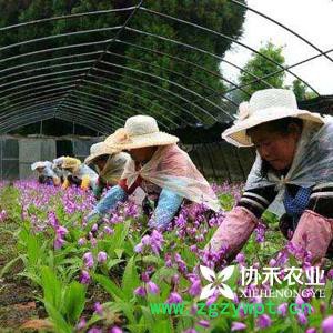 重慶協禾農業  重樓種苗 白芨種苗