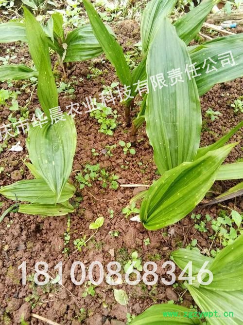 重慶 四川 貴州 華晨圣草 毛慈菇苗 毛慈菇種植技術 冰球子 毛慈菇馴化苗 冰球子種苗 成活率95%以上