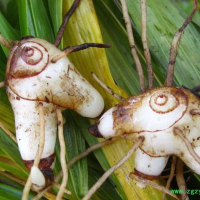 重慶四川貴州白芨種苗紫花三叉小白芨白芨種植技術(shù)基地黃精