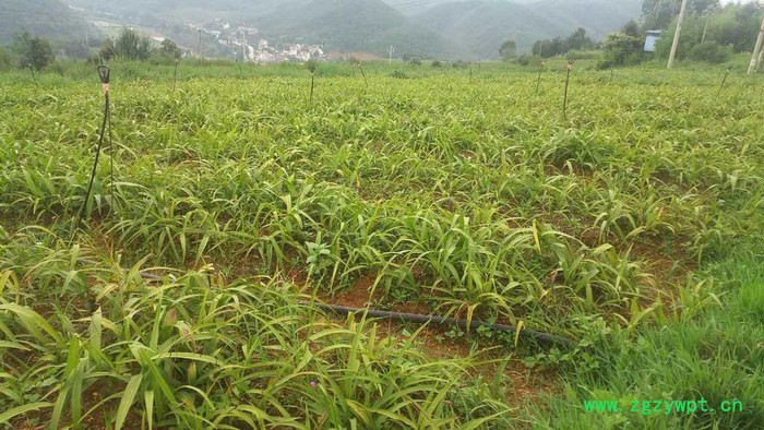 百科 白芨種植技術廣州農科