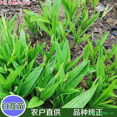 鑫燎三農(nóng) 白芨苗基地現(xiàn)貨 白芨苗精選廠家