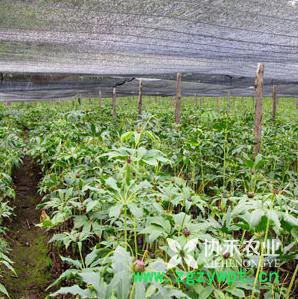 重慶協禾農業  重樓 白芨 半夏 天冬種苗種子培育基地