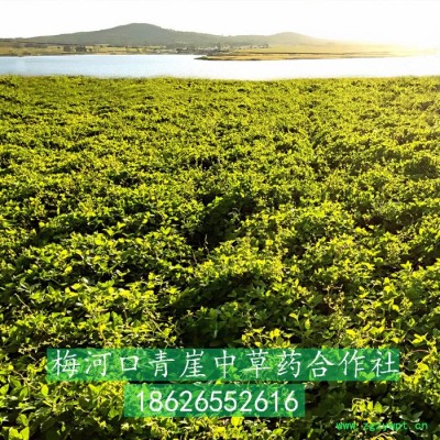 基地自產(chǎn)**四葉參種子，四葉參是前景好效益高的道地藥材種植品種，藥食同源的中草藥