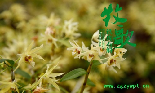 牧歌竹鄉系列·花茶禮盒花茶20g 鐵皮石斛花茶