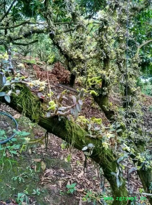 鐵皮石斛種苗種植前景分析及種苗出售