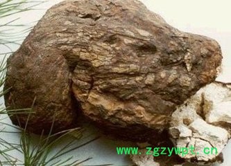 青潤生物  專業生產茯苓提取物10:1