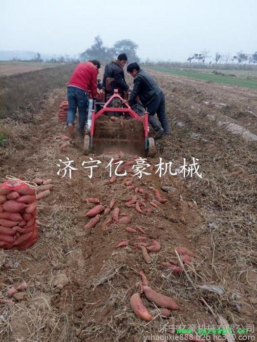 大東白薯收獲機(jī)毛芋頭收獲機(jī)藥材收獲機(jī)產(chǎn)量高價(jià)格低