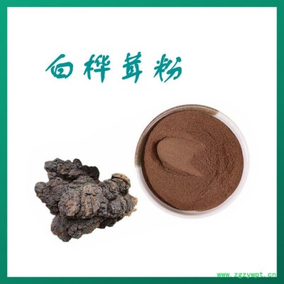 白樺茸粉 水溶 可定制 白樺茸提取物廠家