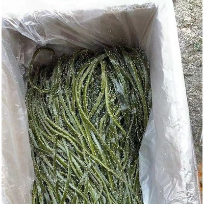 榮成特產華珍 新鮮海帶昆布絲凈2500g 鹽漬海帶絲