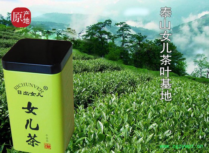 泰安日出女兒茶  泰山女兒茶綠茶罐裝 茶葉 山東泰山特產 高山云霧茶日照足