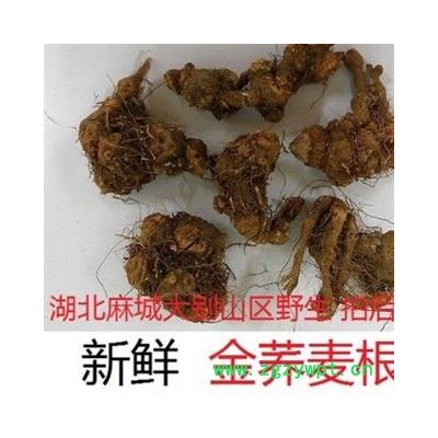 金蕎麥 選貨 產地 湖北省黃岡市麻城市野生新鮮金蕎麥根