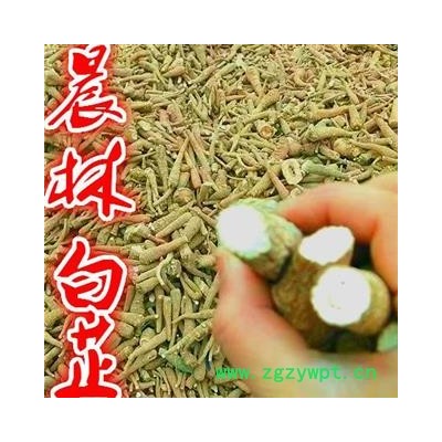 川白芷之遂寧白芷紅皮無(wú)硫小統(tǒng)貨 道地白芷 常年有大貨 產(chǎn)地直銷 遂寧市船山區(qū)