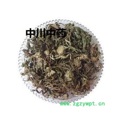 蒲公英，河北統貨，庫存5000可售