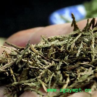 側(cè)柏葉 側(cè)柏葉統(tǒng)貨 產(chǎn)地 重慶市縣巫山縣