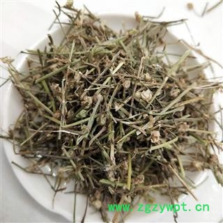 白花舌草 白花蛇草家種統(tǒng)貨 產(chǎn)地 河南省