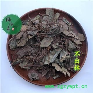 不出林 矮地茶 平地木 葉下紅 小青 矮茶 統(tǒng)貨 產(chǎn)地 廣西壯族自治區(qū) 買家承擔(dān)運(yùn)費(fèi)