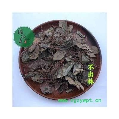 不出林 矮地茶 平地木 葉下紅 小青 矮茶 統(tǒng)貨 產(chǎn)地 廣西壯族自治區(qū) 買家承擔(dān)運(yùn)費(fèi)