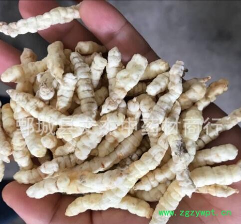 白蟲草 白蟲草參 肺癆草土冬蟲草地?cái)傉逛N會(huì)現(xiàn)貨批發(fā)【文杰中藥材