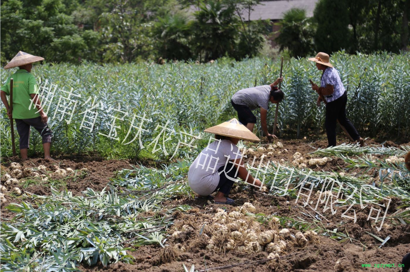 龍牙百合種植基地圖2_conew1