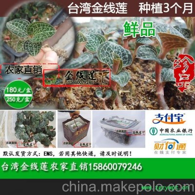 臺灣金線蓮鮮品--本世紀流行的美容保健品，天然種植3個月