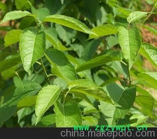 產(chǎn)地大量供應(yīng) 杜仲葉(Leafs Of Eucommia ulmoides Oliv)