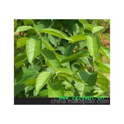 產(chǎn)地大量供應(yīng) 杜仲葉(Leafs Of Eucommia ulmoides Oliv)