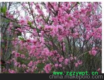 1 泰安菊花碧桃1—5cm 菊花碧桃規格