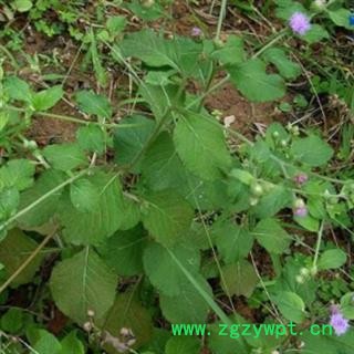 野生全草切斷狗仔花 咸蝦花 狗崽花無硫干品