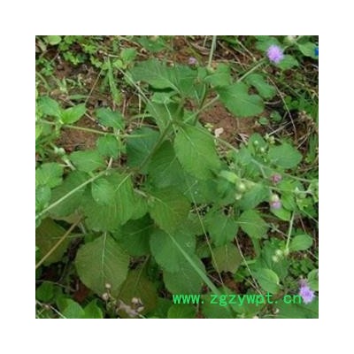 野生全草切斷狗仔花 咸蝦花 狗崽花無硫干品