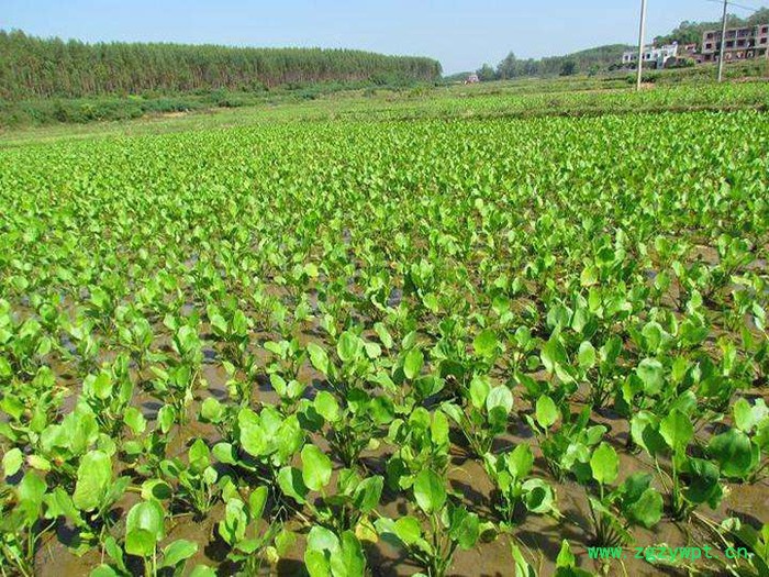 中藥材種植建澤瀉種植批發價格