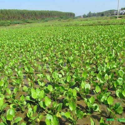 中藥材種植建澤瀉種植批發價格