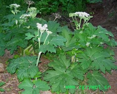 中藥材種子種植贈種植技術包回收