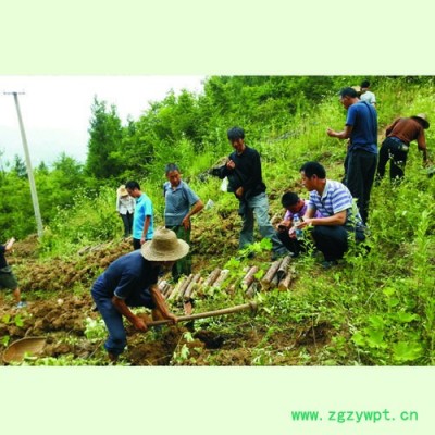 弘程茯苓植物藥材中藥材