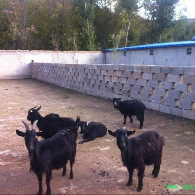 隴原e生態(tài)黑山羊，食草雞，土雞蛋，道地中藥材