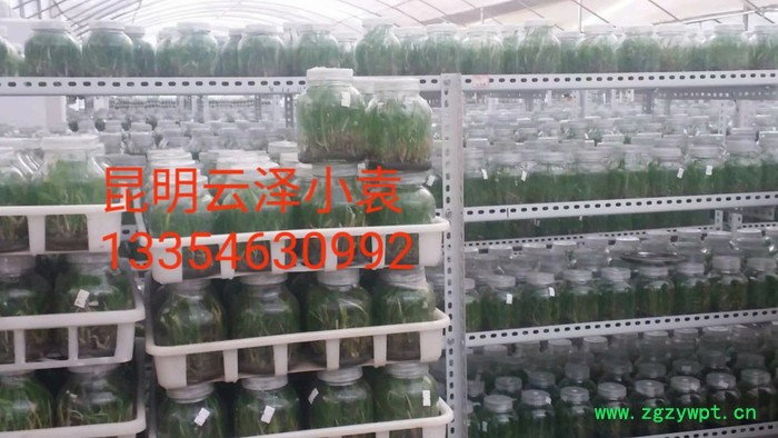 紫花三叉白芨組培馴化苗  云仙堂    白芨種苗 四川 云南 貴州 廣西 廠家直供一手白芨種苗  中藥種植  白及