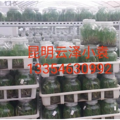 紫花三叉白芨組培馴化苗  云仙堂    白芨種苗 四川 云南 貴州 廣西 廠家直供一手白芨種苗  中藥種植  白及