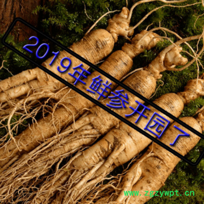 2019年新鮮帶土人參 現(xiàn)挖現(xiàn)賣批發(fā)鮮人參 非保鮮人參東北人參