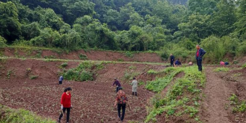 筑牢富民興村產業基石，梁子湖區打造鄂州最大中藥材種植基地