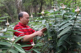 上思：林下種植中草藥 開基層醫療“良方”