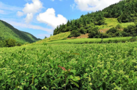 奉節縣長安土家族鄉：高山藥材種植興產業富百姓