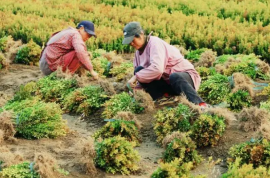 呼和浩特市中藥材種植及深加工項目可行性研究報告立項報告